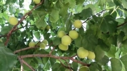 ԵՄ շուկաներ ծիրանի արտահանման համար ևս արտոնություններ կտրամադրվե՞ն