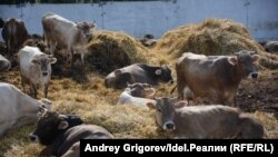 İnək təsərrüfatı