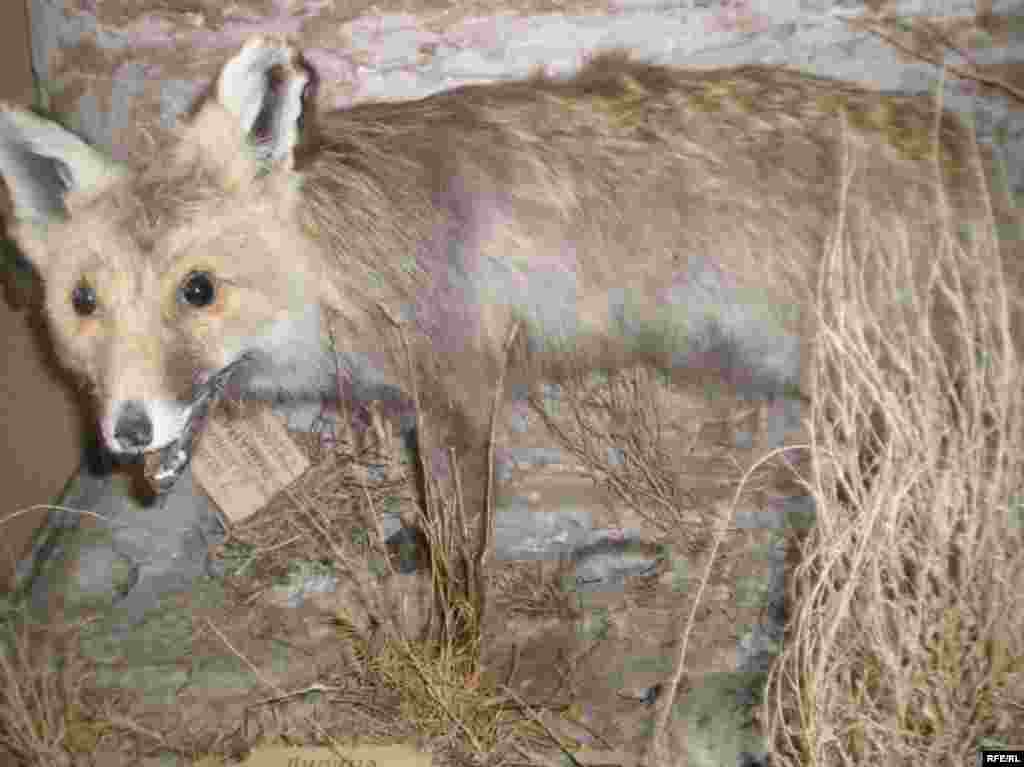 Рангҳои Помир #8