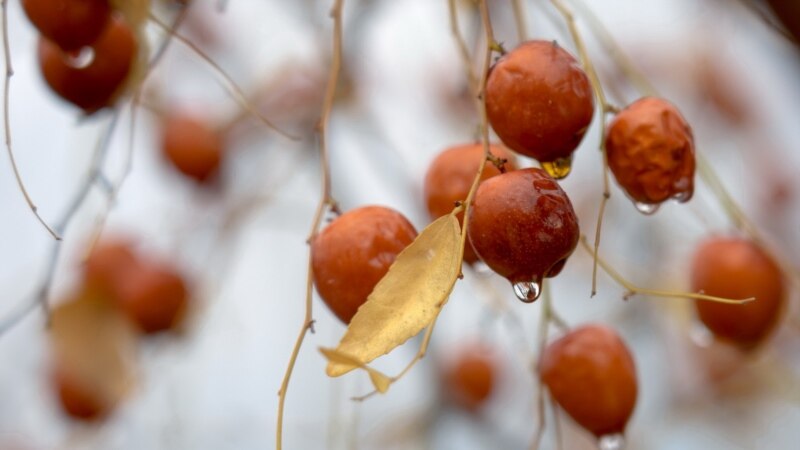 Плоды зизифуса после дождя в приусадебном саду села Кольчугино | Крымское фото дня