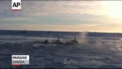 Канадцы призывают помочь китам