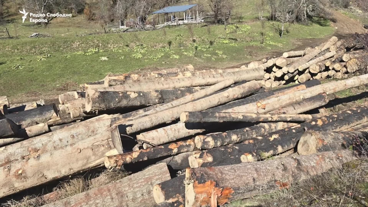 Сеча на шума во село Врбен 