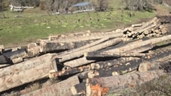 Сеча на шума во село Врбен 