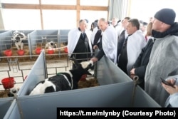 Прафілякторый для цялят