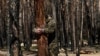 Так зване «дерево правди» і прив'язаний до нього військовослужбовець – фото надане співрозмовниками Донбас Реалії