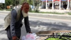 د لوړې حوصلې څښتن کندهاری سپینږيری ستايل شوی