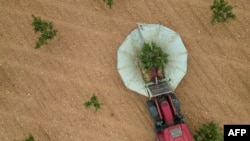 Farmer bere pistacije na farmi u Manzanaresu, septembar 2024. Količina zemlje sa stablima pistacija, koja može bolje da izdrži sve češće i intenzivnije suše u Španiji, skočila je skoro pet puta od 2017. na 79.000 hektara (195.000 hektara) 2024.