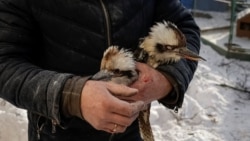 Două păsări Kookaburra, o specie originară din Australia, sunt evacuate dintr-o volieră avariată de o bombă în Feldman Ecopark. <br><br>Grădina zoologică privată din apropierea orașului Harkov a fost lovită de o bombă planor lansată de Rusia pe 1 ianuarie 2026, în prima zi a noului an.