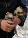 Două păsări Kookaburra, o specie originară din Australia, sunt evacuate dintr-o volieră avariată de o bombă în Feldman Ecopark. <br><br>Grădina zoologică privată din apropierea orașului Harkov a fost lovită de o bombă planor lansată de Rusia pe 1 ianuarie 2026, în prima zi a noului an.