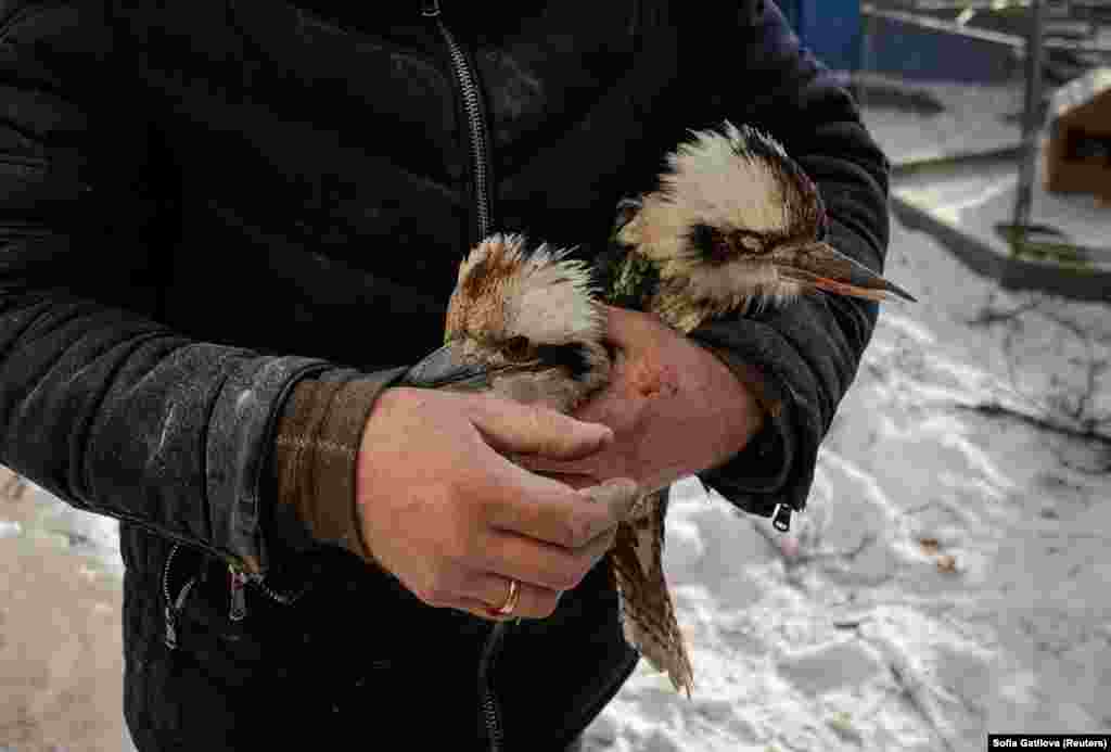 Двох кукабар – вид птахів, які живуть в Австралії, – евакуюють з пошкодженого вольєра в екопарку «Фельдман». Приватний зоопарк поблизу Харкова постраждав від удару російської керованої авіабомби 1 січня 2026 року, повідомив очільник Харківської ОВА Олег Синєгубов