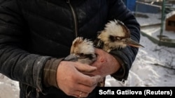 Two Kookaburra, a bird species native to Australia, being evacuated from a bomb-damaged aviary in the Feldman Ecopark. The private zoo near Kharkiv was hit by a Russian glide bomb on January 1. <br>