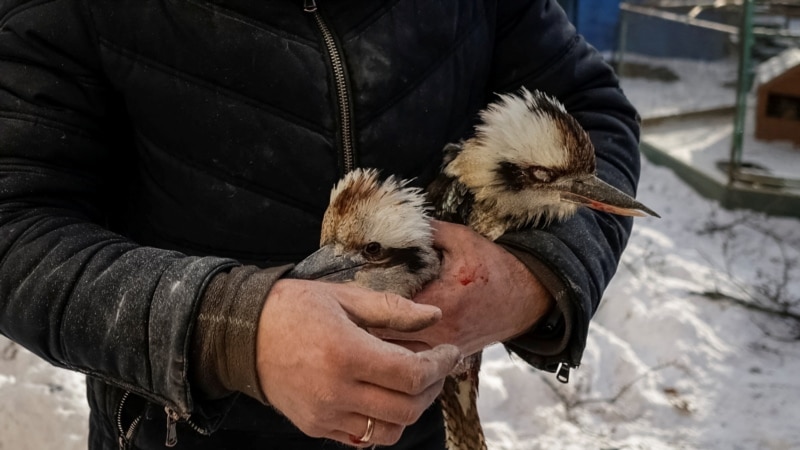 Anguish, Finger-Pointing After Strike On Kharkiv Zoo