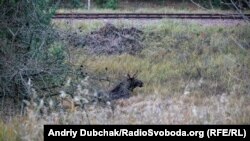 Семерак: у справі лося суд задовільнив апеляцію Мінприроди