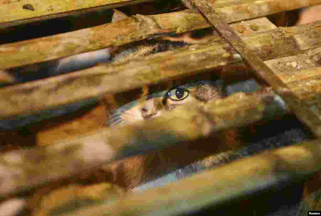 &nbsp;نجات ۱۰۰۰ گربه در راه آشپزخانه