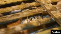 نجات ۱۰۰۰ گربه در راه آشپزخانه