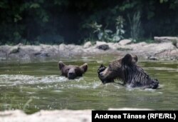 Libearty Bear Sanctuary is the largest animal welfare project in Europe. The sanctuary was created for former captive bears, Zărnești, Romania.