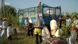 Чаро чиниши пахта дар Тоҷикистон дер сар шуд?