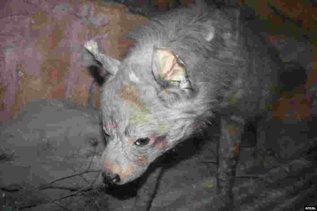 Сайре дар осорхонаҳои кишвар #103