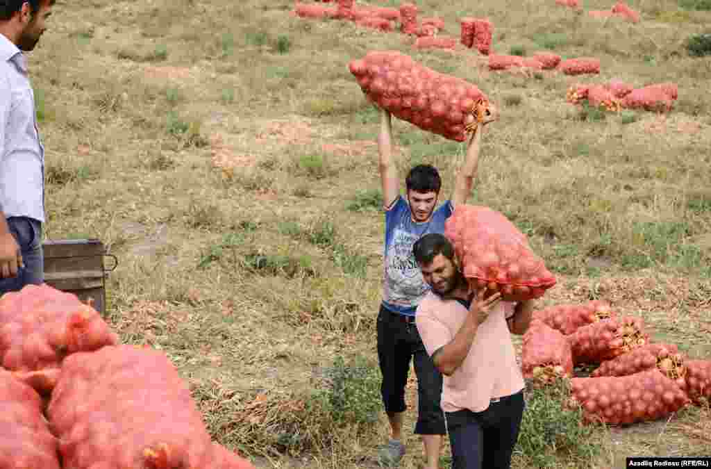 Apreldə baş verən döyüşlərə bxmayaraq, sakinlərin əksəriyyəti sahələrdə işləməkdən çəkinmirlər. 