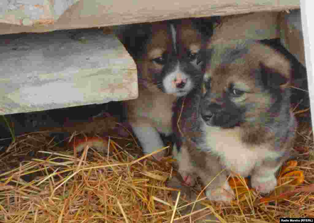 Ча тешийла шух, фотографех!