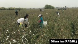 Kazakhstan – Cotton field in Turkistan region. September 29, 2020