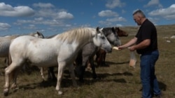 Abandoned In Wartime, Wild Horses Now Thrive In Bosnian Mountains