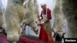 A man works on a sheep carcass at Darkhan Meat Foods that produces halal meat in Darkhan-Uul province, Mongolia, August 13, 2018. Picture taken August 13, 2018. REUTERS/B. Rentsendorj