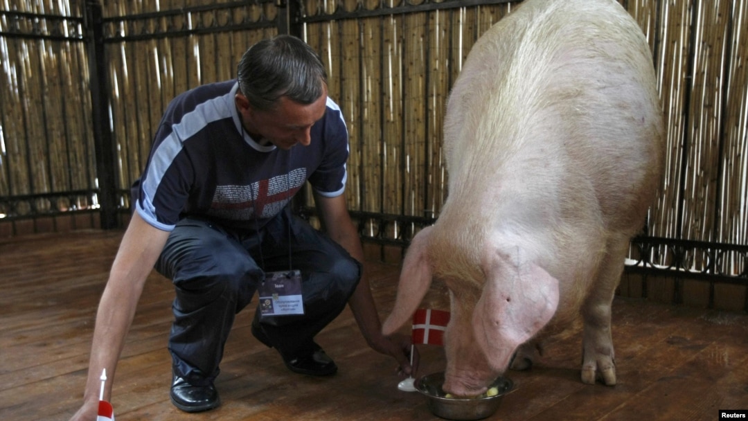 Funtik the pig correctly predicting Denmark's June 9 win over the Netherlands. 