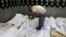 A man searches for bodies of his relatives who were supporters of ousted Egyptian President Muhammad Morsi after scores were killed in Cairo.