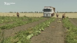 Земјоделството под оган: Напади на руски дронови врз полиња со лубеници во регионот Херсон