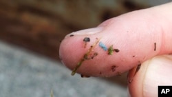 Një copëz e kaltër mikroplastike në gishtin e një hulumtuesi nga Universiteti i Uashingtonit, i gjetur në mbeturinat e mbledhura nga Thea Foss Waterway, në Takoma, Uashington. (Fotografi nga arkivi)