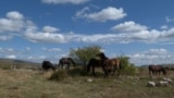 Wild horses, a tourist attraction in Livno, in the west of Bosnia and Herzegovina