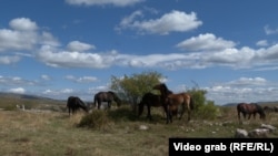 Divlji konji u BiH svačiji ponos, ničija briga