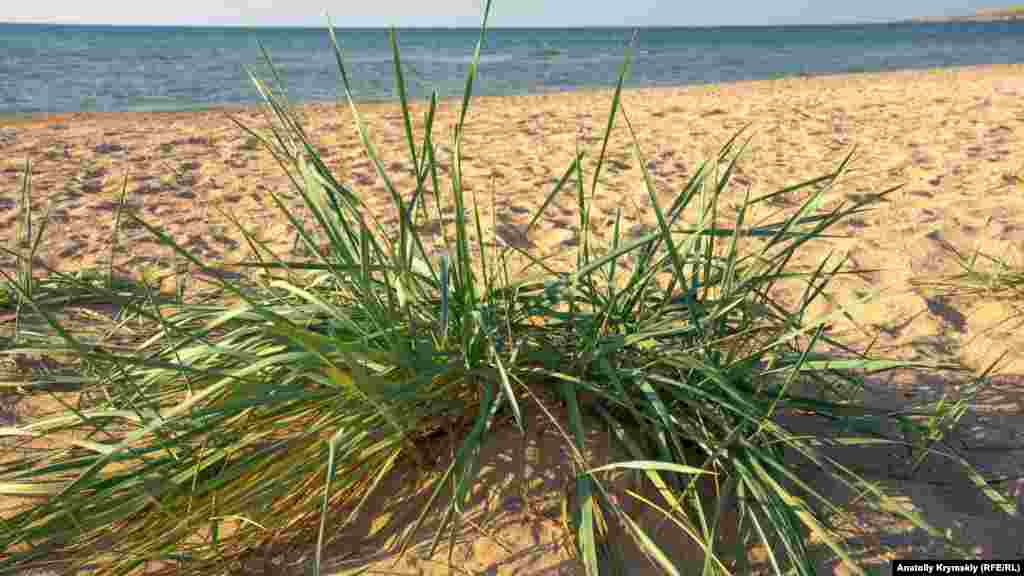 Зелена трава на жовтому пляжному піску