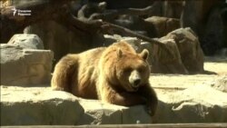 Қўнғир айиқ можароси: Рус овчи ва ўзбек амалдорлар ғазаб нишонига айланди