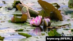 CRIMEA - Pink water lilies on a pond near the village of Petropavlovka, Simferopol region, Ukraine, 29Sep2021