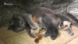 Кошка стала приемной мамой для бельчат (видео)