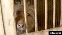 وحشي ژوی په قفس کې