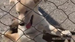 В Симферополе хотят закрыть единственный приют для животных (видео)
