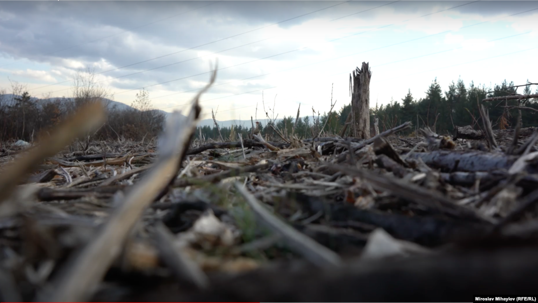 Tăierile ilegale de pădure sunt frecvente în județele din nordul României