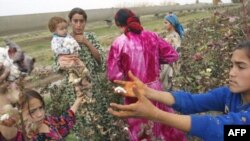 Child labor in the Tajik cotton industry may still exist despite recent legislation