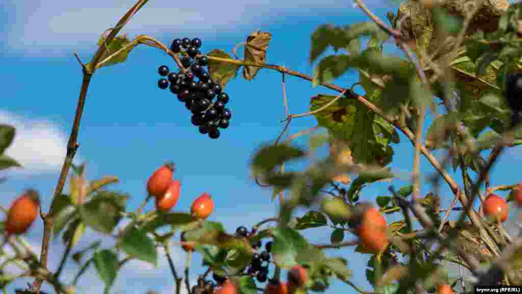Одновременно с шиповником на бывшем совхозном винограднике созрел &laquo;дикарь&raquo;, то есть подвойный сорт винограда