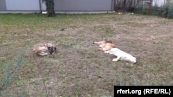 Кучиња лежат во дворот на С.У.Г.С. Кочо Рацин во општината Ѓорче Петров