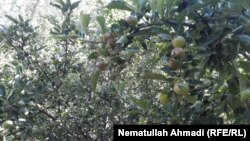 آرشیف، باغ سیب