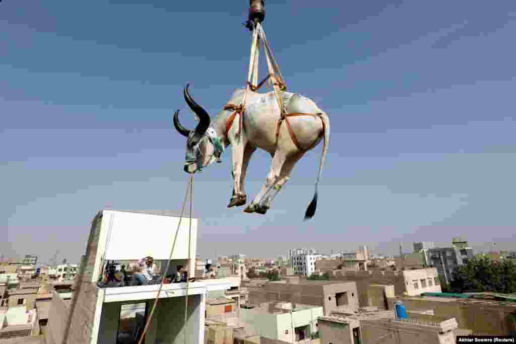 A sacrificial cow is lowered from a rooftop by crane ahead of the Eid al-Adha festival in the Pakistani city of Karachi on July 11. Many people keep cattle on their roofs because yards are often already packed with livestock ahead of the holiday.