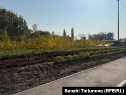Бишкек мэриясына караштуу питомниктеги көчөттөр