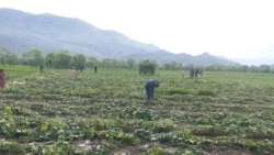 Balkanda ýaňy bir düwünçek getiren gök-bakja ekinleri bugdaý ekmek üçin sökülýär