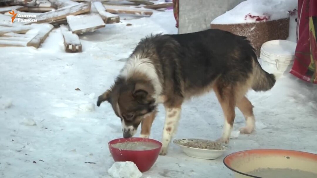 Жас шлюхалардың бастамасы