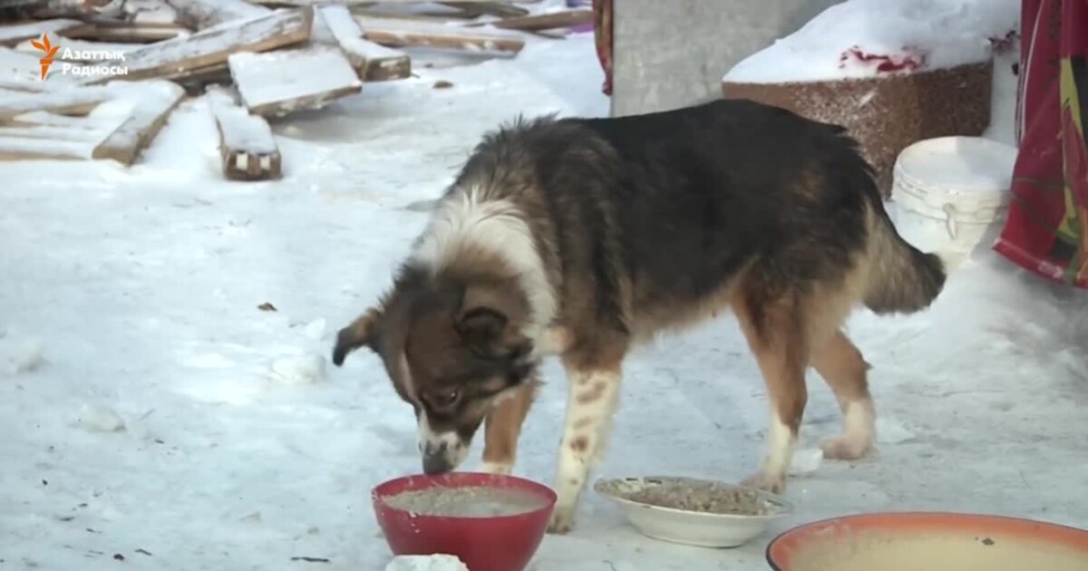 Интернетте тікелей эфирде қызбен жыныстық қатынас