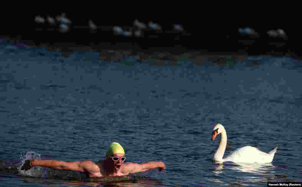 A man swims past a swan on the Serpentine in London. (Reuters/Hannah McKay)